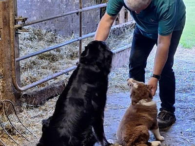 Bild 22 aus  Naturpark Bauernhof Sperl