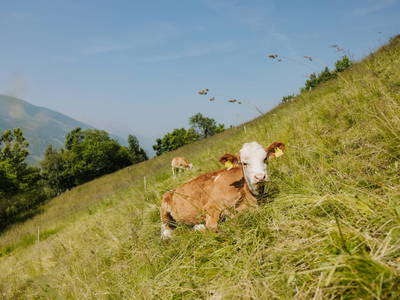 Bild 28 aus  Oberrieserhof