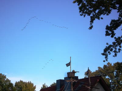 Kraniche ziehen über das Ferienhaus hinweg