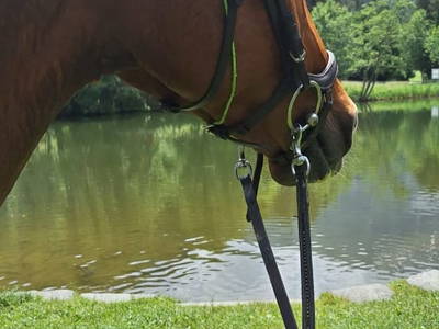 Bild 3 aus  Reiterhof Romanasa