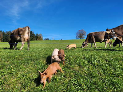 Bild 29 aus  Blickfang Bregenzerwald