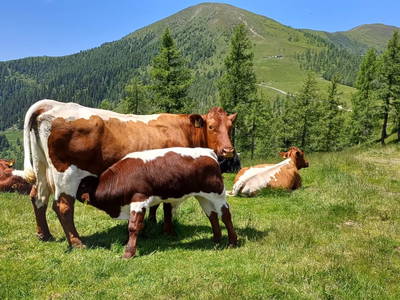 Bild 12 aus  Halterhütte
