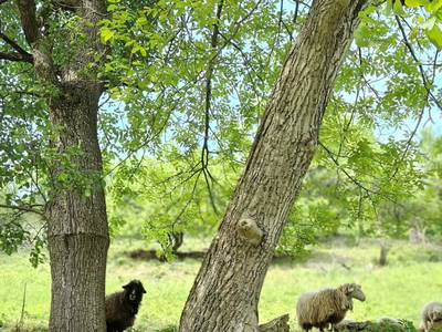 Bild 25 aus  Gsangerer