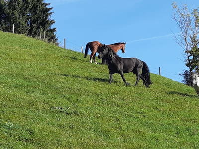 Bild 41 aus Steinacher