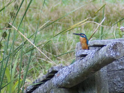 Eisvogel auf einem Futtersteg