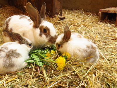 Bild 29 aus  Hof Wahls