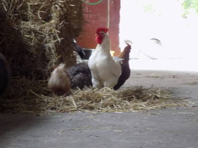 Bild 13 aus  "Ekenhoff"