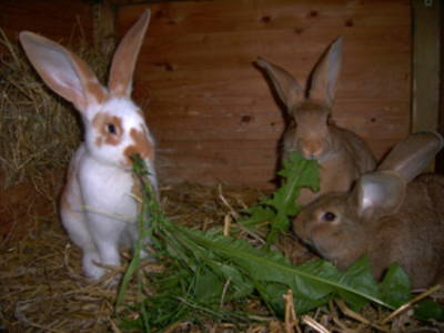 Bild 6 aus  Ferienhof Schlünzen