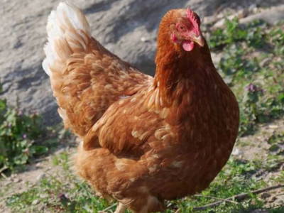 Bild 11 aus  Schlegelhansenhof