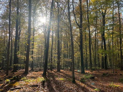 Bild 14 aus  Ferienwohnung am Conradhof