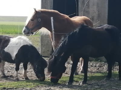 Bild 27 aus  Landhaus Ibs, direkt an der Nordsee