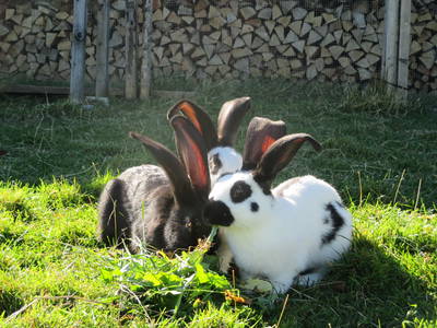 Bild 14 aus  Wagegger Hof