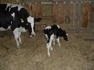 Bild 16 aus  Bauernhof Sauer