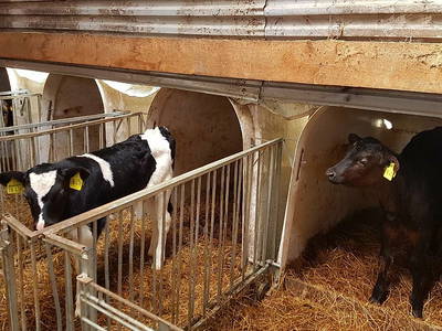 Bild 10 aus  Ferienbauernhof Behnke