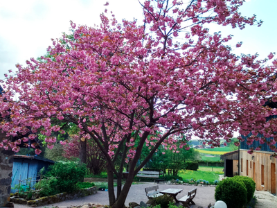 Bild 9 aus  KnallerbsenHof