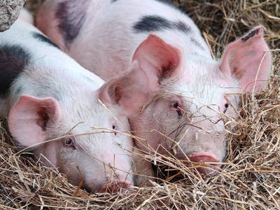 Bild 17 aus  Wastlhof  Urlaub auf dem Bauernhof