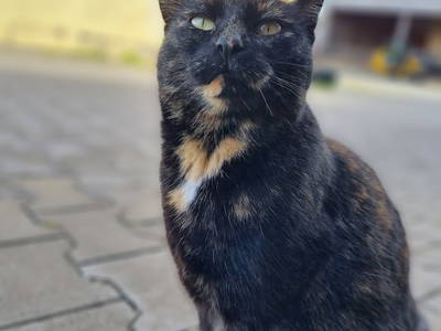 Bild 13 aus  Bauernhof Härtel