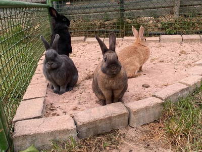 Kaninchen im Freigehege