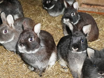 Bild 10 aus  Ferienhof Meinerdingen GbR