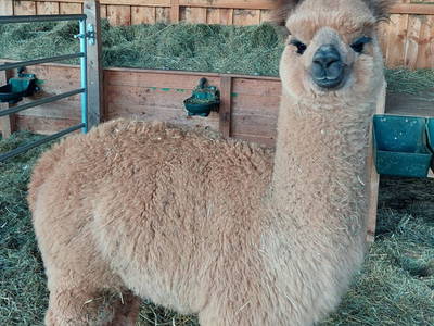 Bild 10 aus  Appartement Birkenhof - Urlaub mit Pferden und Alpakas