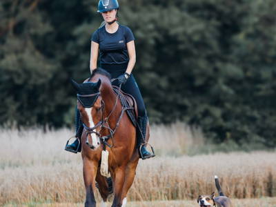 Bild 21 aus  Reiter- und Ferienhof Redder