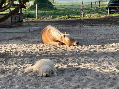 Bild 7 aus  Grünhoff's Landhuus