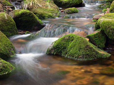 Bild 20 aus  Springhansenhof im Schwarzwald