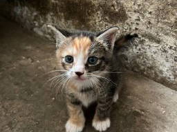 Bild 20 aus  Hof Vorwerk Familie Böye