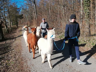 Bild 14 aus  Mainbaumhaus