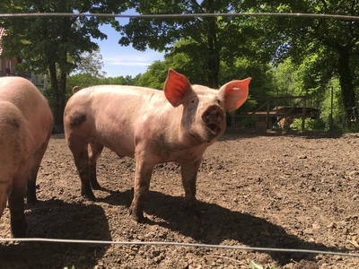 Ein Schweinelächeln...