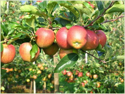 Bild 13 aus  Obst- und Ferienhof Sohm