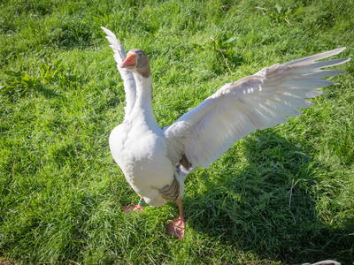 Bild 7 aus  LINDENHOF- BAUERNHOFURLAUB / OSTSEENÄHE