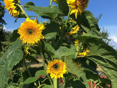 Bild 9 aus  Ferienhof Tillich - Erholsamer Landurlaub nahe dem Spreewald