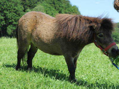 Bild 6 aus  Frankhof