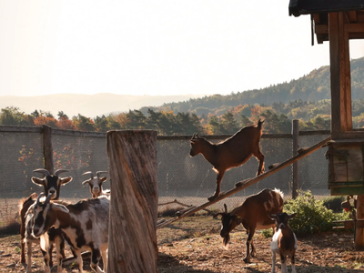 Bild 14 aus  Erlebnishof am Kordigast