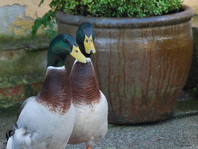 Bild 11 aus  FerienGut Dalwitz     www.feriengutdalwitz.de