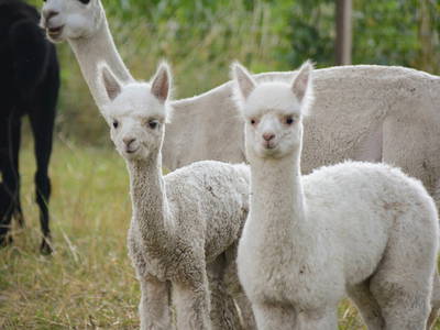 Bild 9 aus  Landhaus Paco