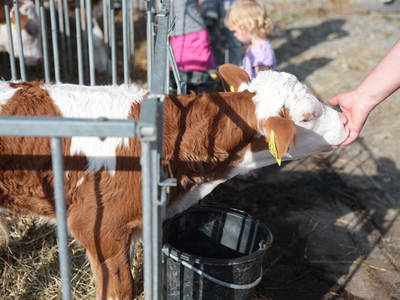 Bild 17 aus  Ferienhof Burghöfe