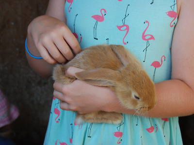 Bild 72 aus  Ahoi Ostsee:  Bauernhof und OstseeUrlaub - Ferienhof Becker in Dahme