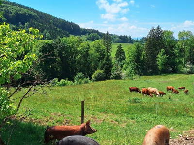 Bild 3 aus  Weiglhof