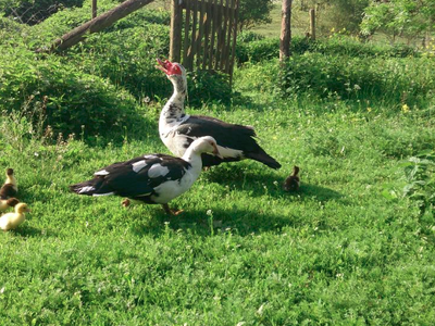 Bild 24 aus  Gutshof Hungerburg