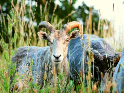 Bild 7 aus  Forsthof Niendorf