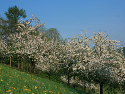 Bild 10 aus  Bierpeterhof
