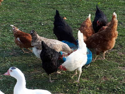 Bild 13 aus  Ederhof