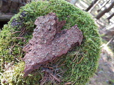 Bild 13 aus  Hoislbauernhütte