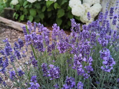 Bild 115 aus  Obergrafenberger