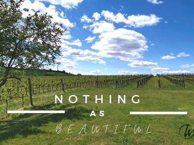 Bild 49 aus  Urlaub beim Winzer - Fam. Wissmann