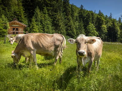 Bild 124 aus  Bachrain - Bio am Berg 