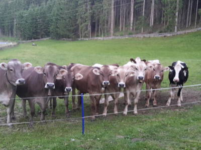 Bild 39 aus  Schusterhof