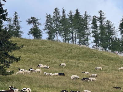 Bild 155 aus  Wallneralm